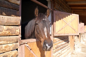 horse2