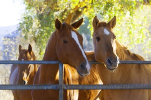 horse3