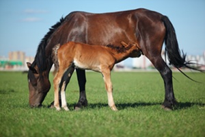 horse4
