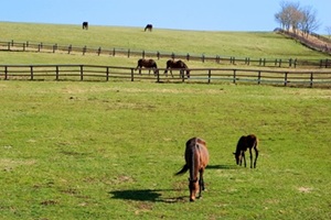 horse5